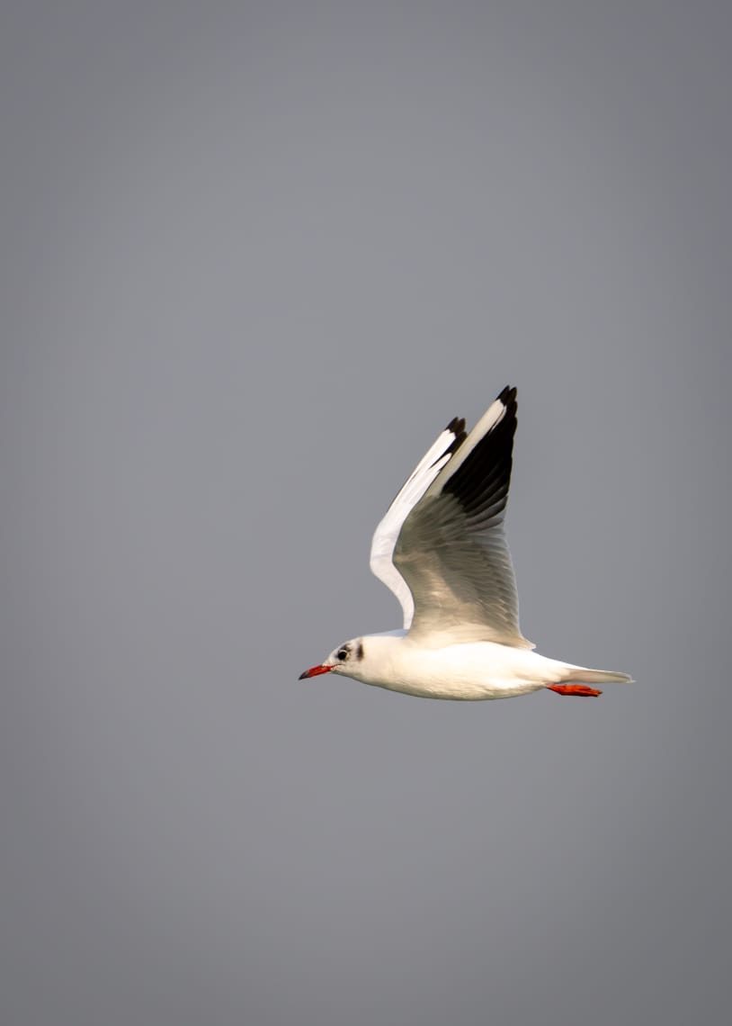 A gull in flight