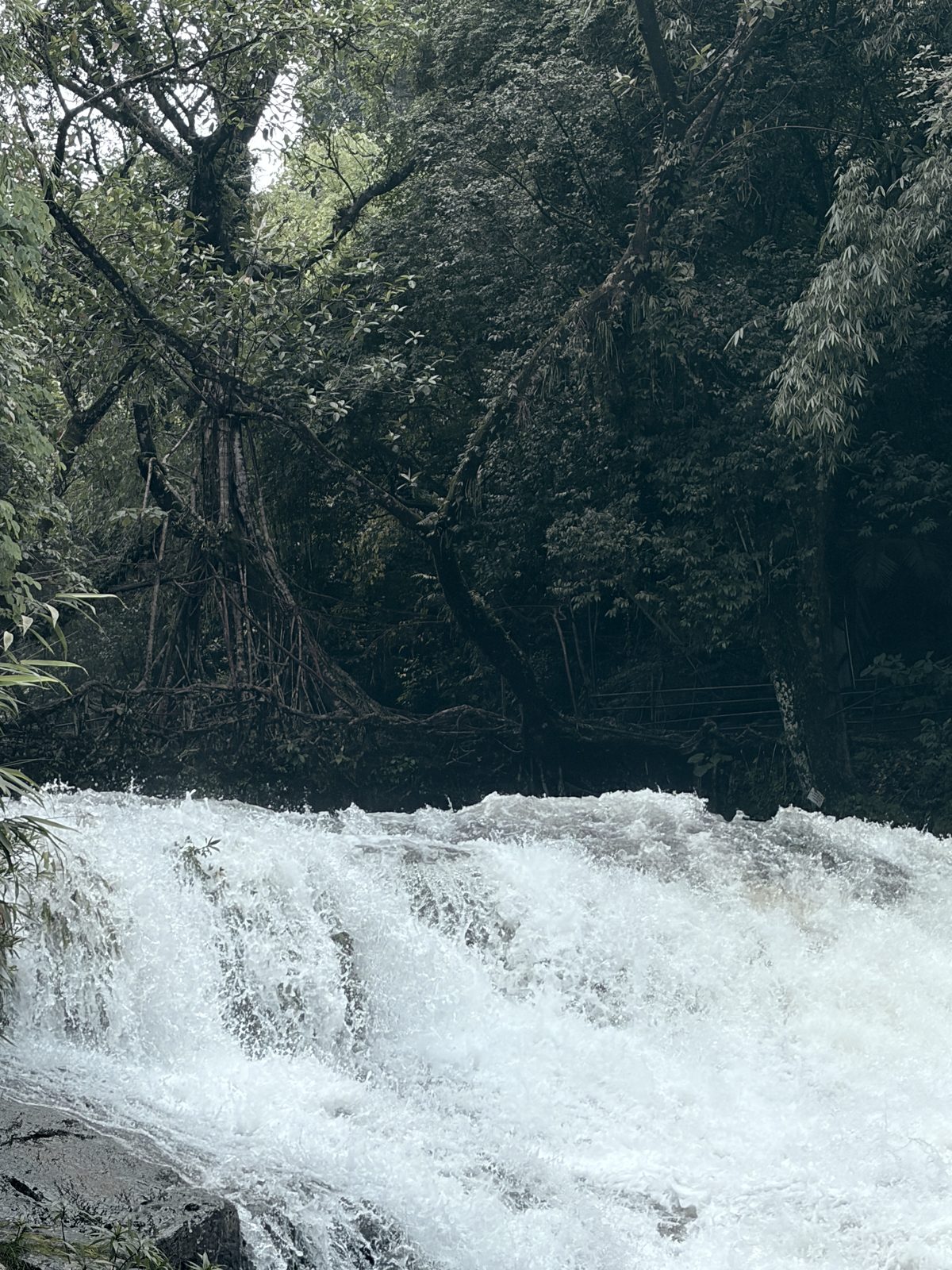 A waterfall in dense forest