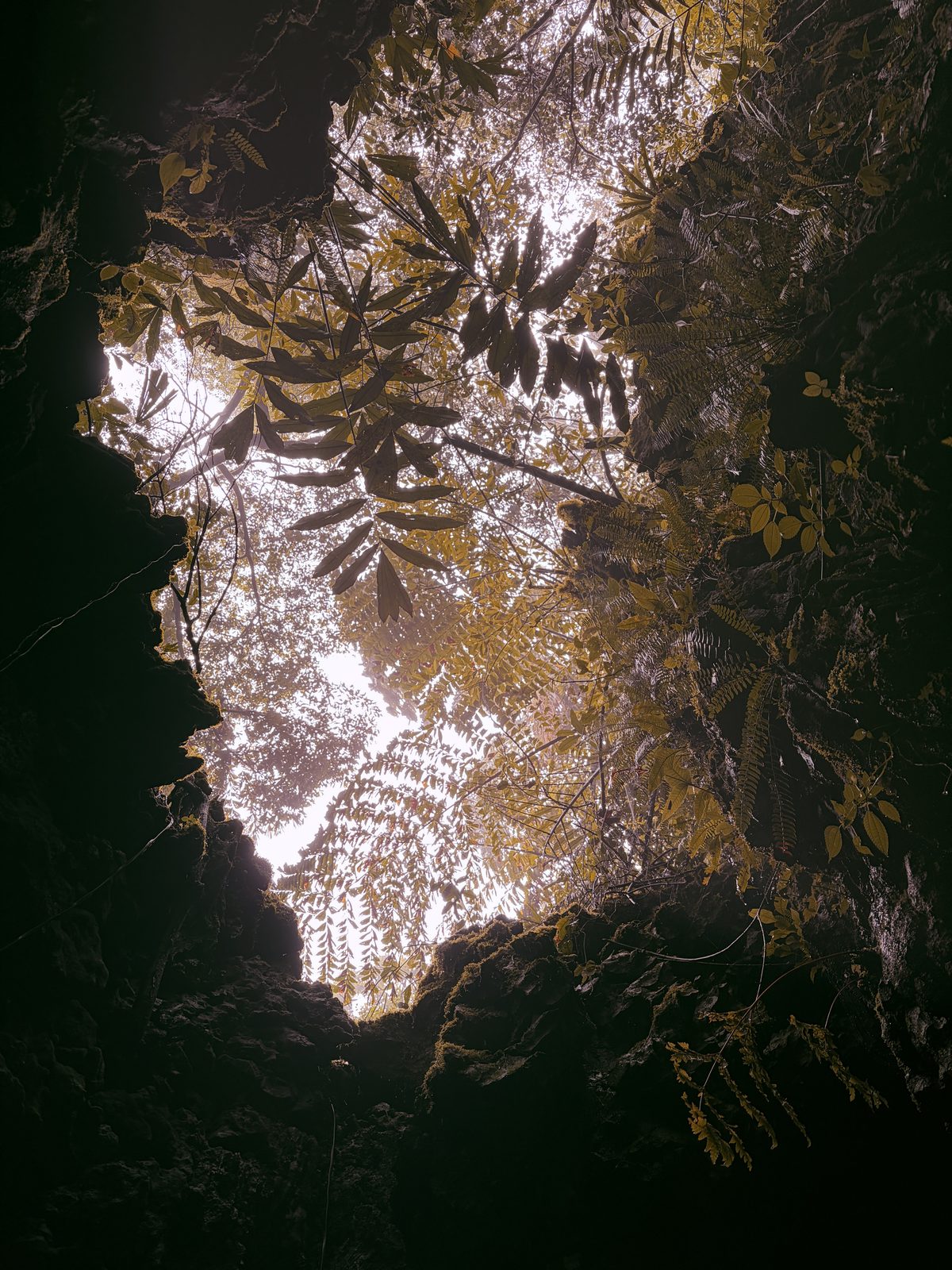 Looking up through rock and roots