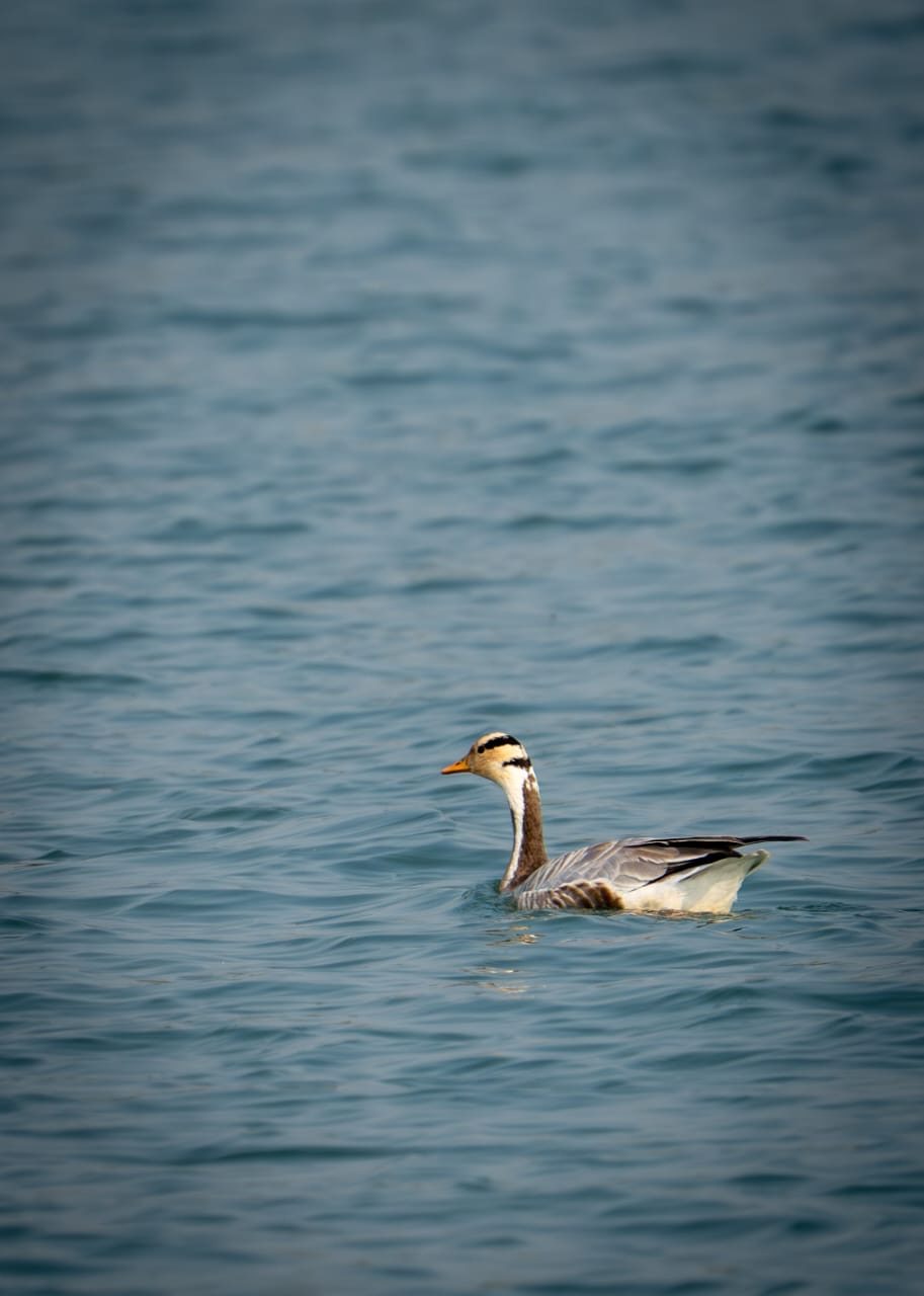 A bird floating on water