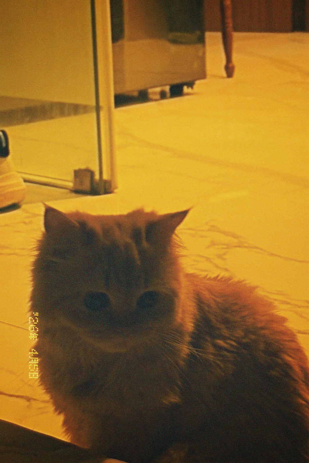 A ginger cat