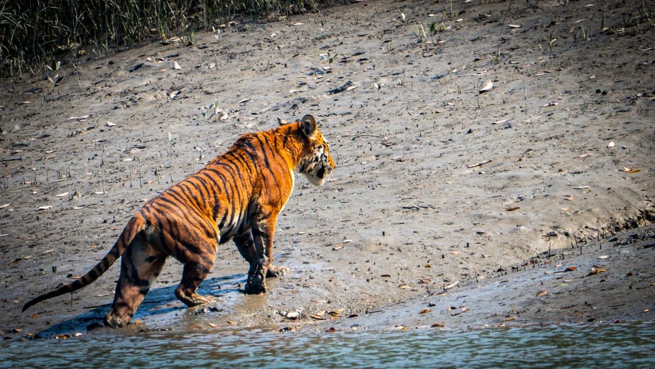 A tiger walking along a shore